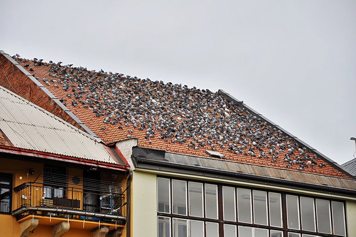 A2B Pest Control are able to install spikes to deter birds from roofs in Rushden. 