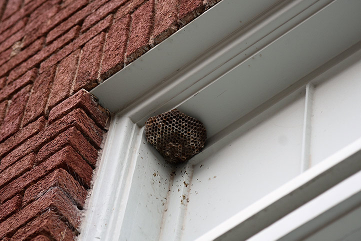 We provide a wasp nest removal service for domestic and commercial properties in Rushden.